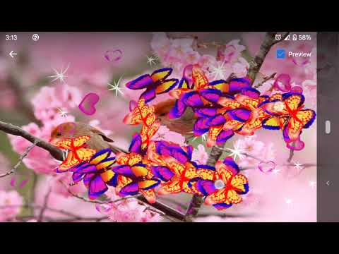 Sakura Live Wallpaper Video