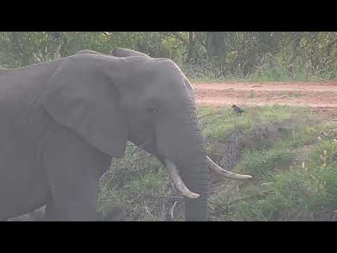 Djuma: Lone Elephant bull - 05:43 - 11/07/2023
