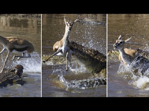 Mother deer save her baby from crocodile || Great trending sacrifice video