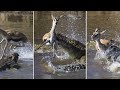 Mother deer save her baby from crocodile || Great trending sacrifice video