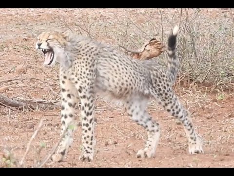 image-Is the Kruger National Park open during lockdown?