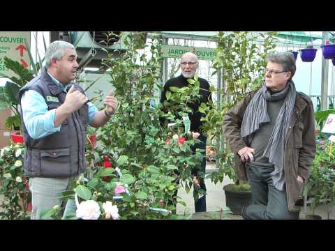 comment soigner un hibiscus en pot