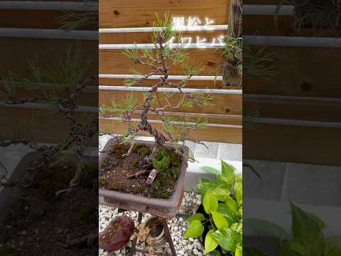 オーストリア産黒松 植物