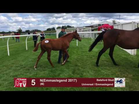 TBA Foal Show 2017 -Lot 5 - M17 Universal & Emmaslegend