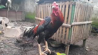 Download lagu Merdunya suara ayam bangkok berkokok 'kukuruyuk' mp3