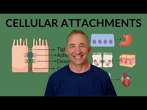 Understanding Cellular Junctions: Anatomy Basics of Cell Attachments