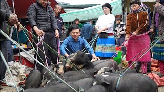 Robert sells pigs at the highland market.  Green forest life