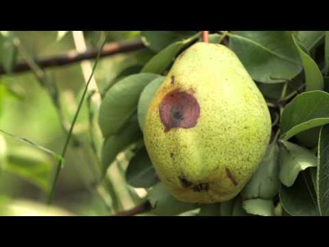 Zaštita voća (Zato 50 WG) - dr Marko Injac