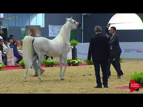 N.78 AL FAYEED SWF - Milan 2018 - 4-6 Years Old Stallions (Class 10)