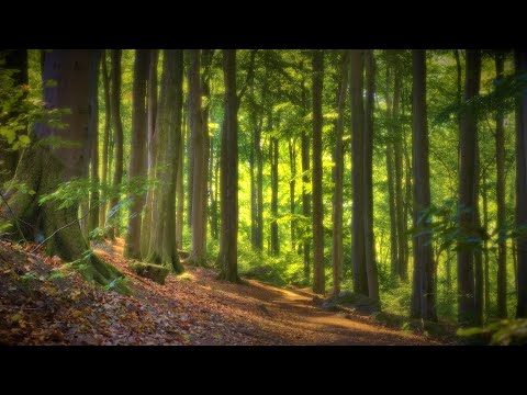 🌳 4K - Relaxing Nature Sounds For Stress Relief, Forest Sounds, Bird Song, ASMR