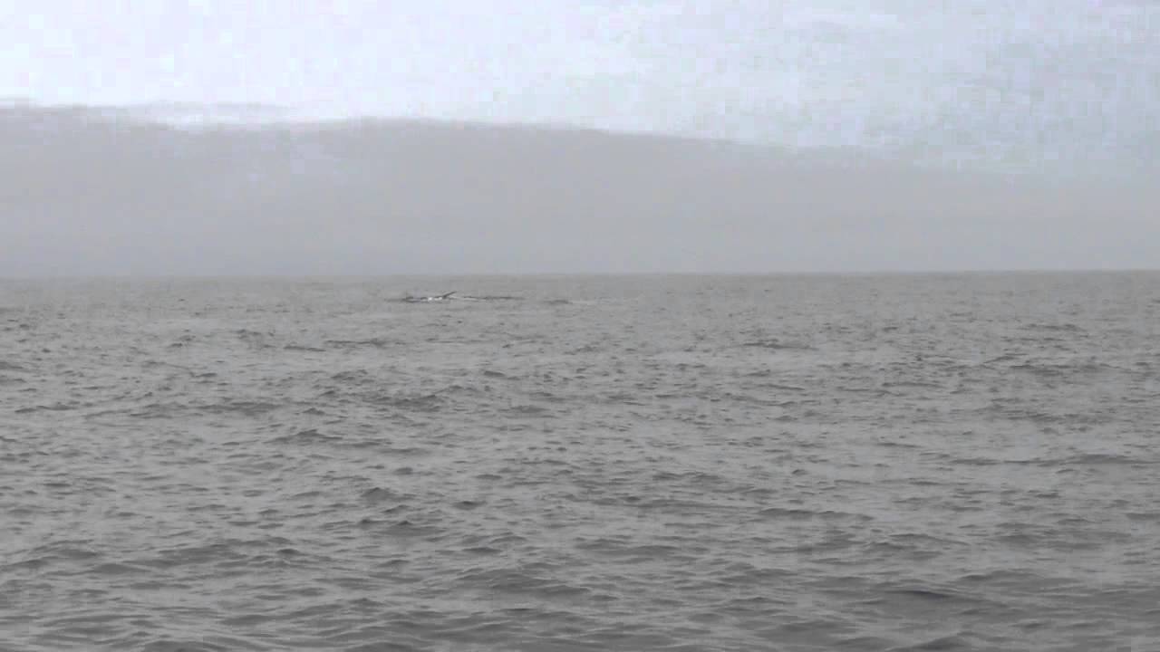 Killer Whales and Blue Whales! - YouTube