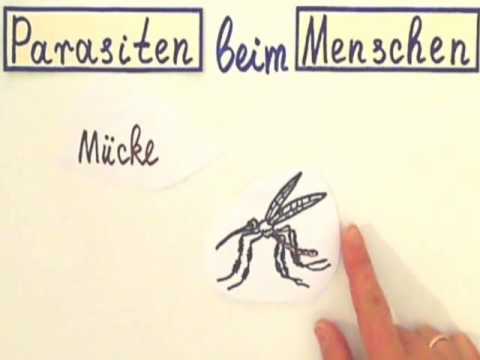 Parasitismus Beispiele und Erklärung