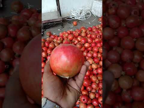 A grade fresh pomegranate fruit, 20 kg, crate