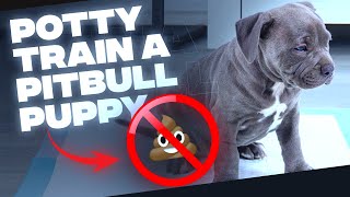 How To Potty Train A Pit Bull Puppy(Simple TIPS)
