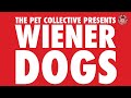 Teckel - Wiener Dogs Video Compilation 2017
