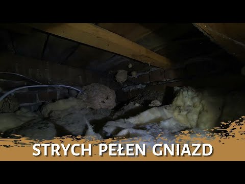 Strych pełen gniazd - usuwanie gniazda - likwidacja gniazda - gniazdo szerszeni - szerszenie