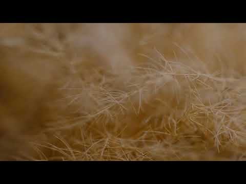 Shoal - Fields [MNMT-Prologue]