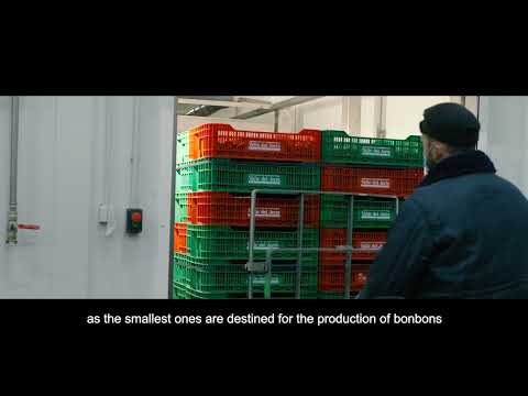 Prepping and packaging of European Picota cherries