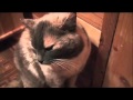 Электрический кот 