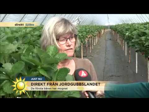 Så får du frodiga jordgubbsplantor på balkongen!  - Nyhetsmorgon (TV4)