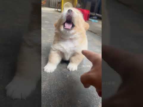 Damn humans, I always make me angry. The little puppy's thoughts of repairing dogs are written 💃 P72