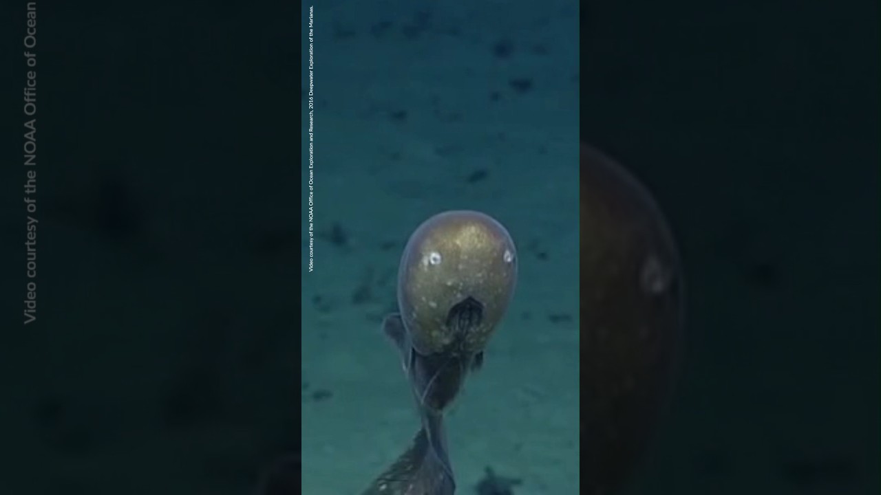 Rare Faceless Cusk Eel Sighting
