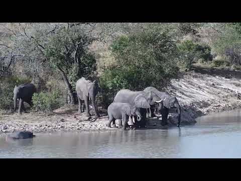 Djuma: Elephants and Hippo - 15:17 - 08/04/2023