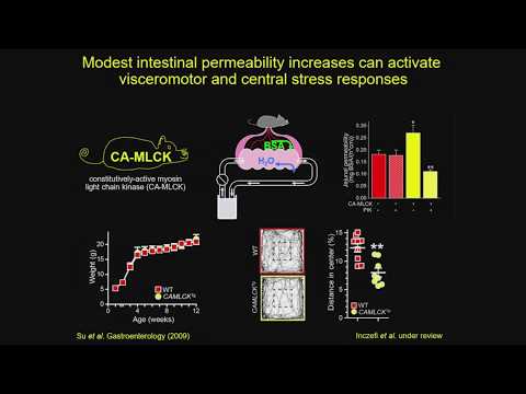 Therapeutic Targeting of Tight Junctions in Intestinal Disorders