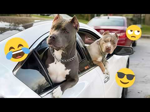 I'm 101% SURE that you will LAUGH EXTREMELY HARD- Funny Dog 2026 #246