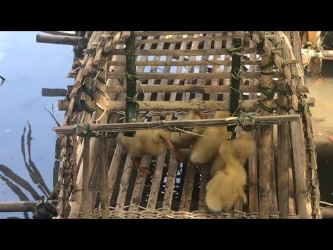 Ancient Technology : Making a Bamboo Houses for Ducks