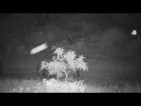 Djuma: Small group of Elephants - 04:29 - 02/19/2022