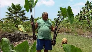 preview picture of video '‘Ele‘ele Naioea Plant Descriptors - with Jerry Konanui'