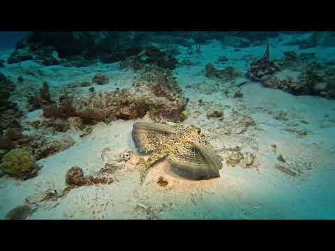 A fish with legs, wings, and fins???