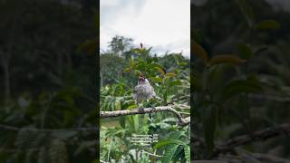 Download lagu Tutorial latih anak burung kutilang jadi pikat #kicaumania #burung #bolang #anakburung #mikatburung mp3 Download lagu Tutorial latih anak burung kutilang jadi pikat #kicaumania #burung #bolang #anakburung #mikatburung mp3