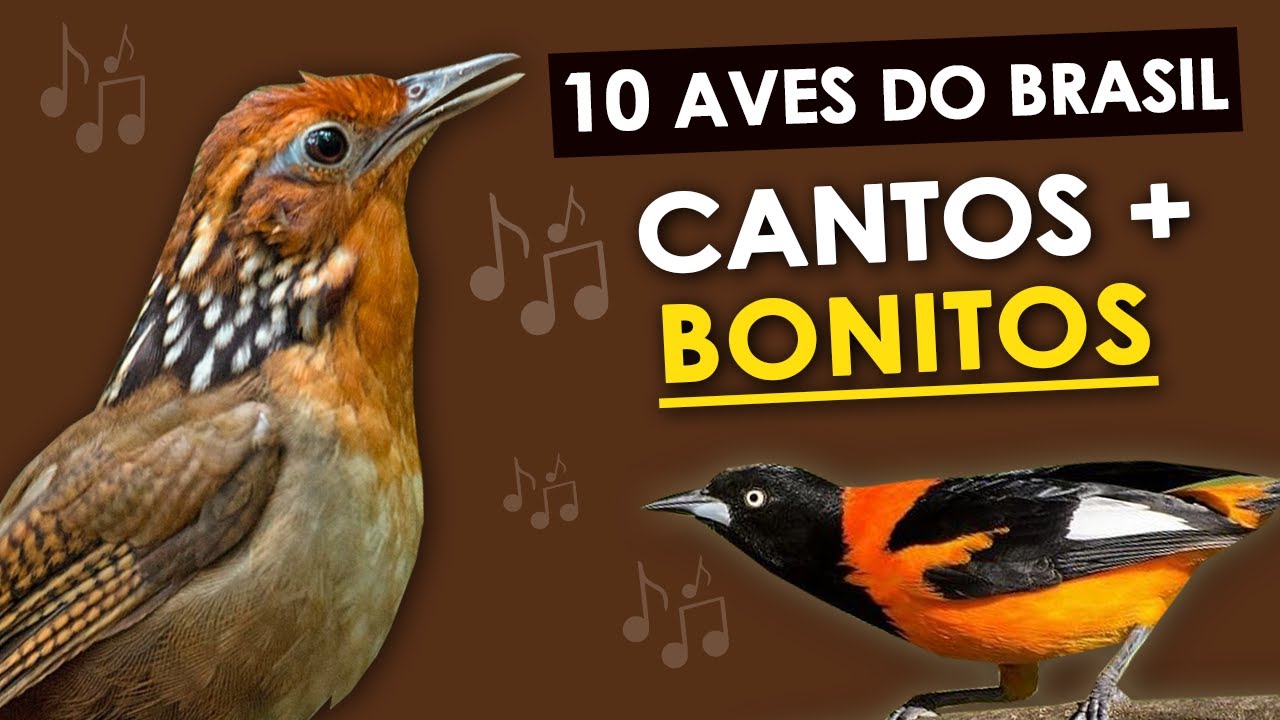 As 10 AVES com CANTOS MAIS BONITOS DO BRASIL | Pássaros brasileiros com cantos maravilhosos