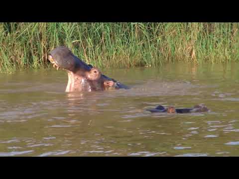 south africa hippos