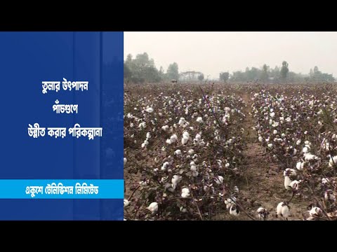 তুলা উৎপাদন বেড়েছে ৩ গুন