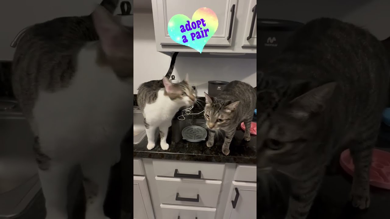 Enlarge Olive and Pumpkin, a Adoptable Domestic Short Hair in San Diego, CA video 6/6