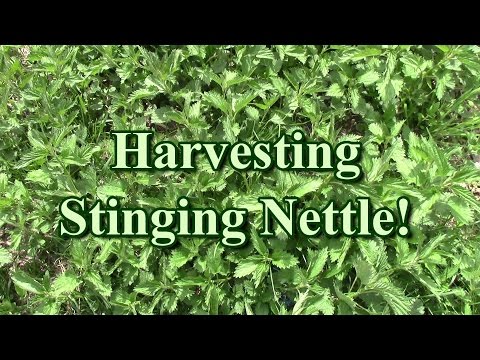 Harvesting Stinging Nettle