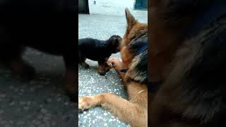 Greek Sheepdog Puppies Videos