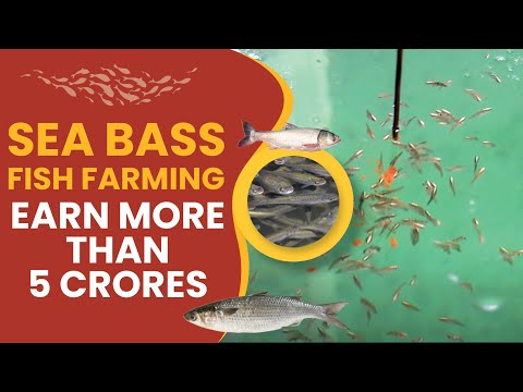 Sea Bass Fish Farming Course Trailer in English | ffreedom app