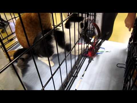 Tetris, an adopted Domestic Short Hair in Apex, NC_image-1