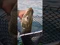 Video Thumbnail for Pike Fishing #pikefishing #shorts #fishing #like #subscribe