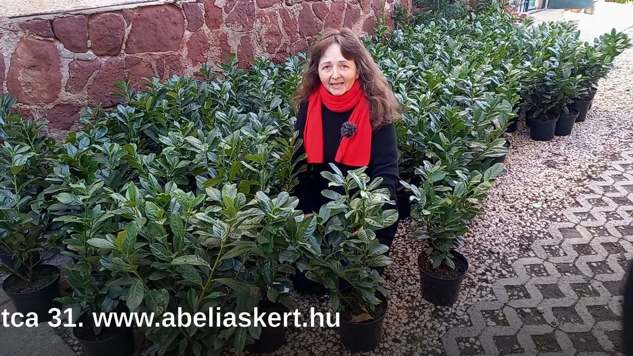 Genolia és Novita babérmeggy akció Szeged