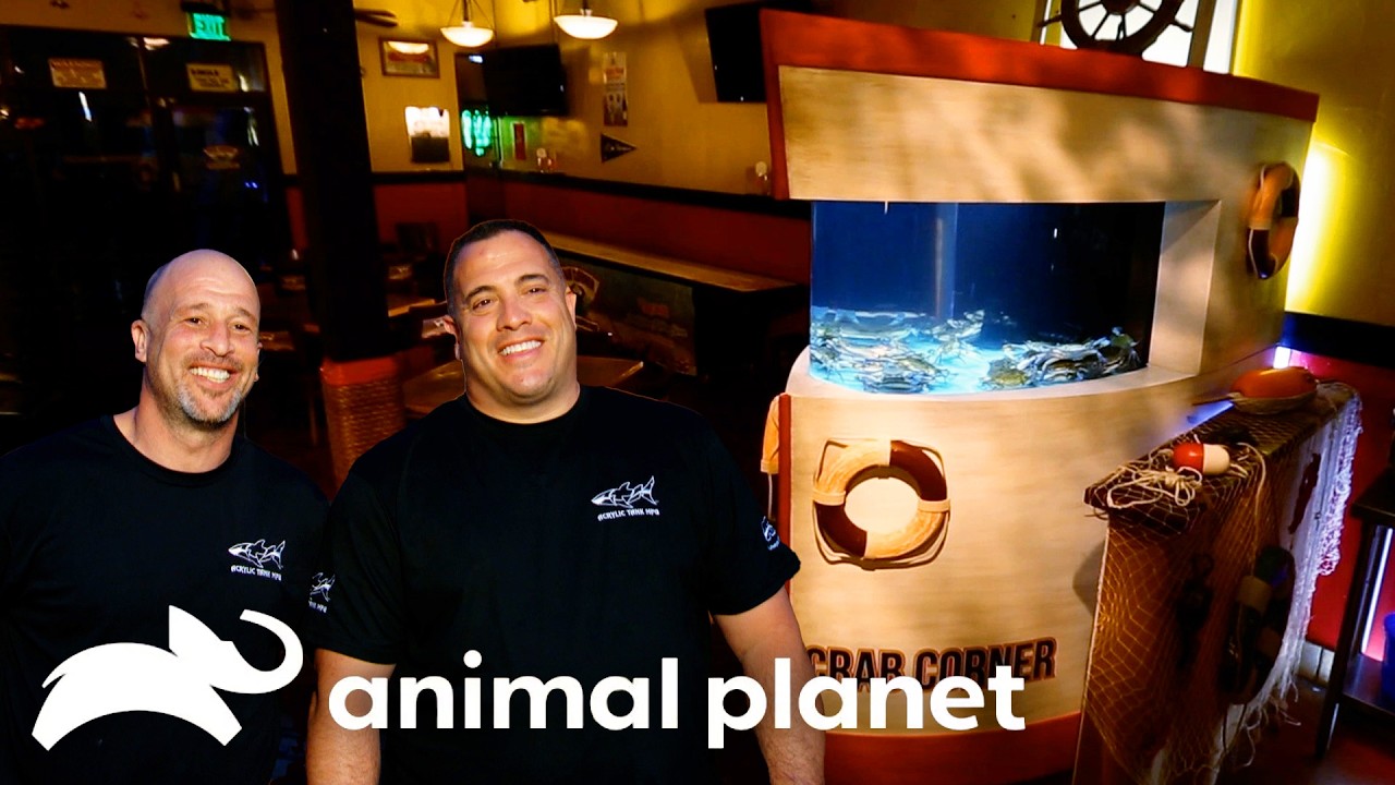 A Deliciously COOL Blue Crab Tank! | Tanked | Animal Planet