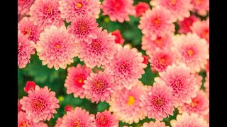 Nusrat Fateh Ali Khan - Mast Nazroon Se Allah Bachhae