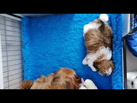 WhatsApp Video 2020 06 09 at 16 08 21