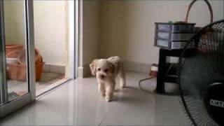 Walaoeh TV First Toy Poodle Hair Cut