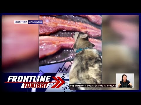 Asong dinidilaan ang sizzling bacon sa TV, kinaaliwan online