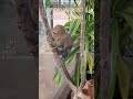Tiny monkey #shorts #pygmymarmoset #marmoset #monkey